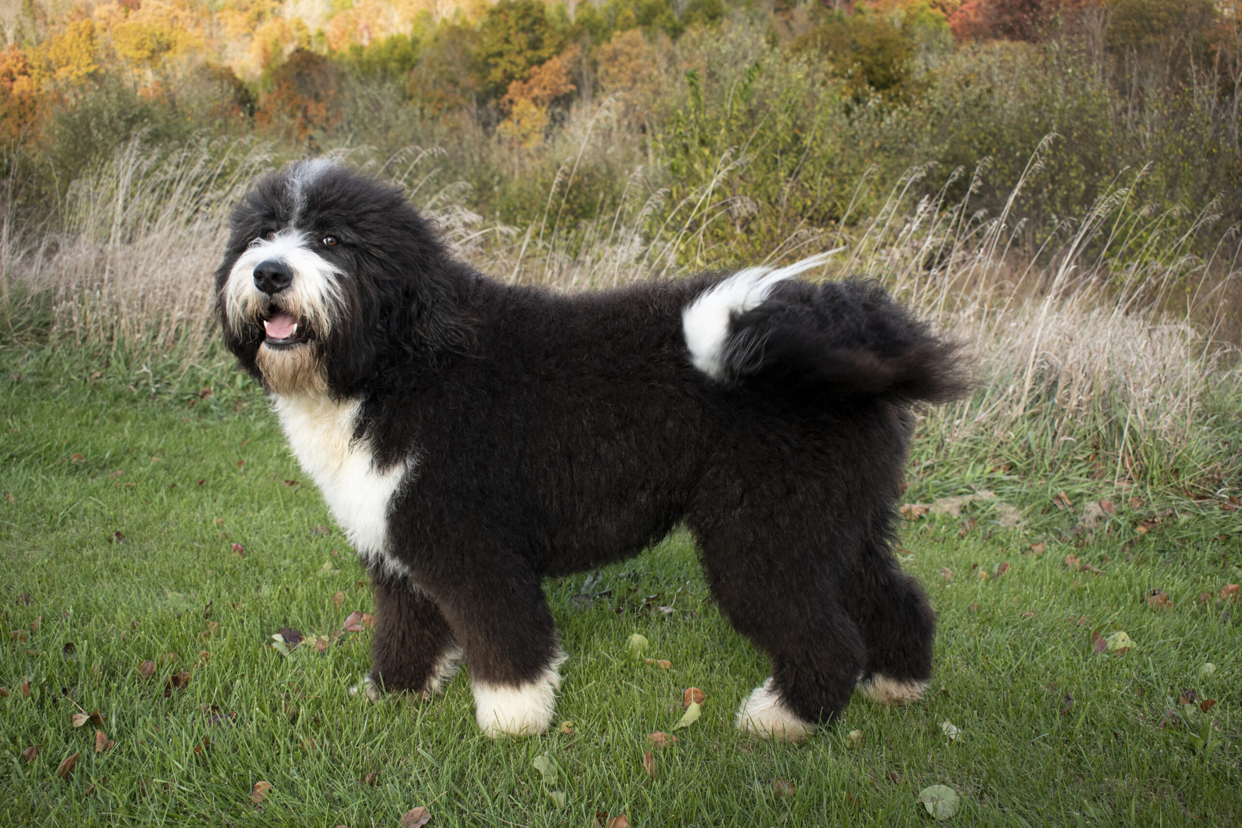 Denver Bernedoodle