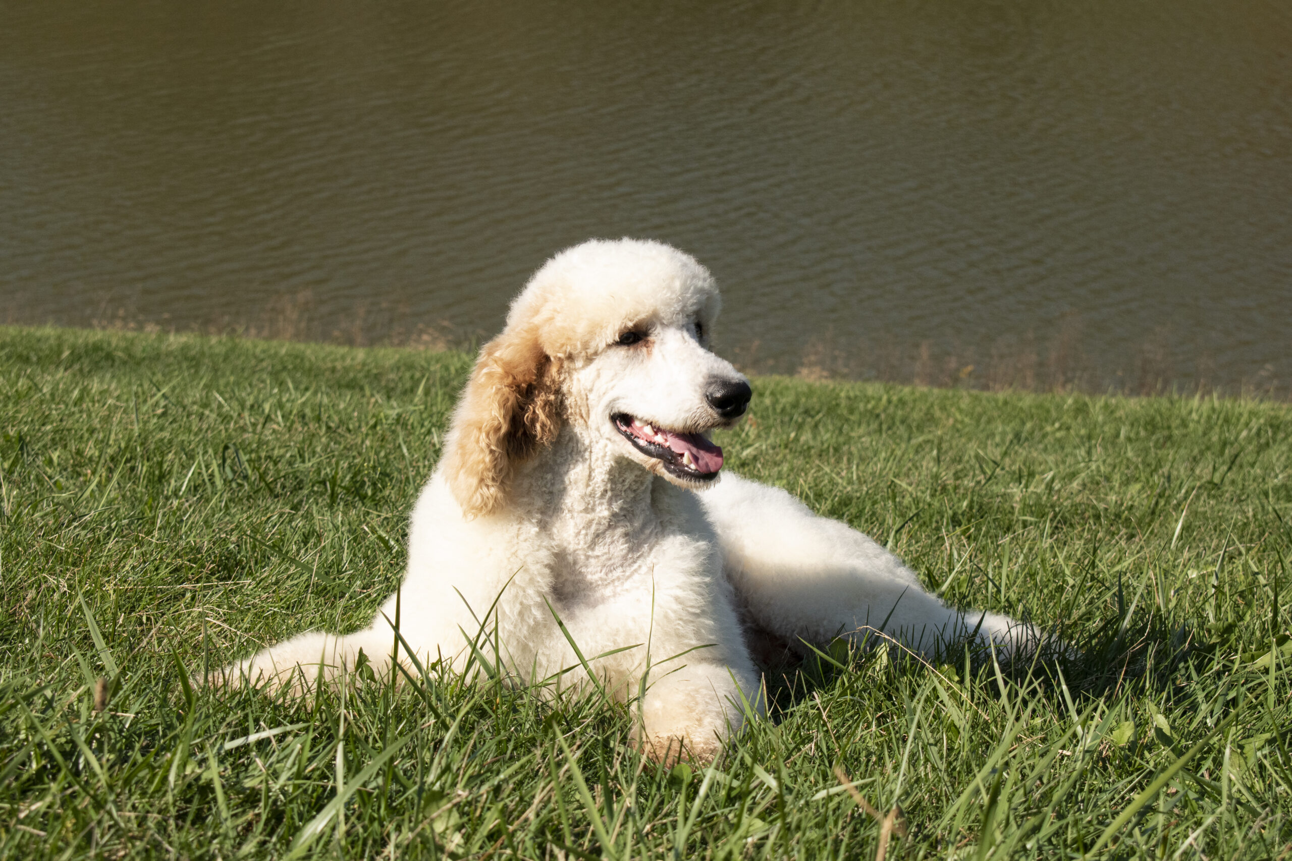 Jersey the Standard Poodle