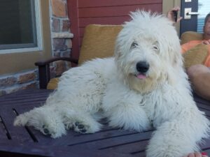 English Goldendoodle Kai