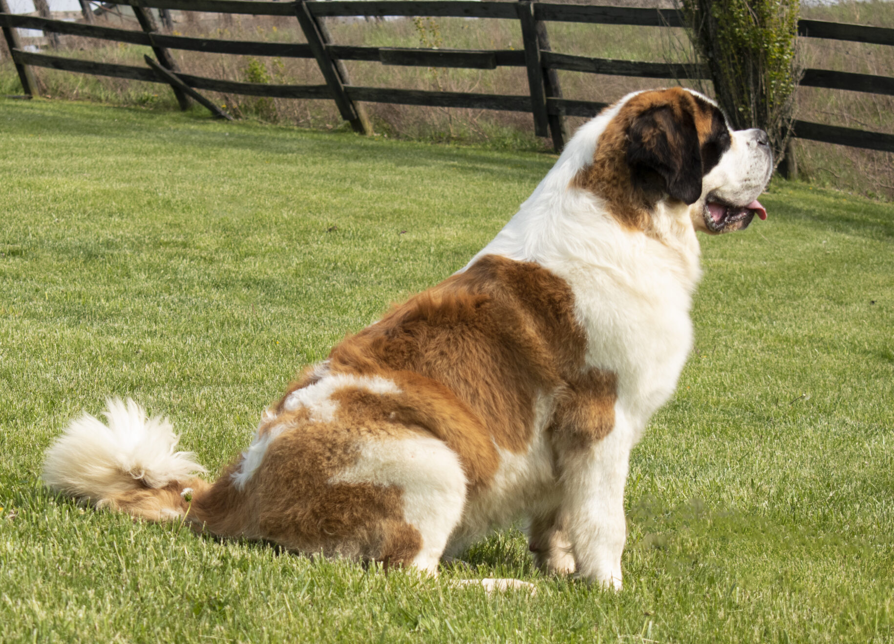 Cortana Saint Bernard Cortana