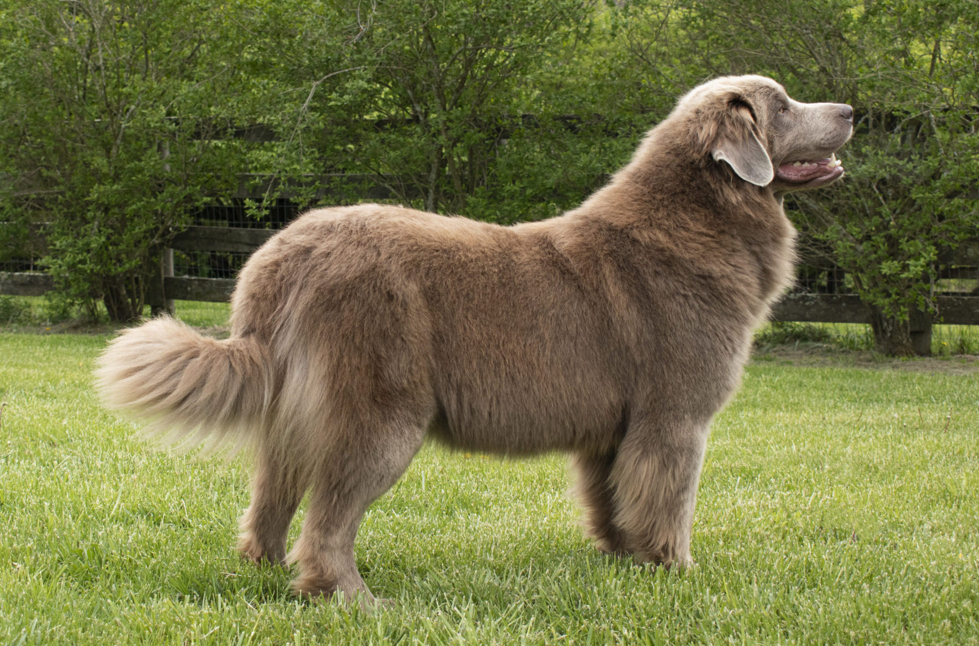 Newfoundland Dog Prize Poodles and Doodles