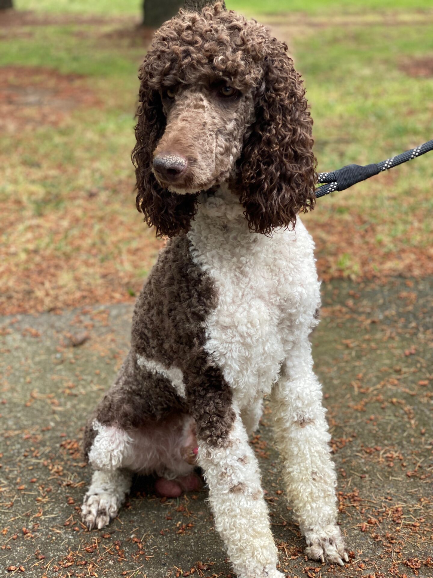 Marquis Marquis Standard Poodle