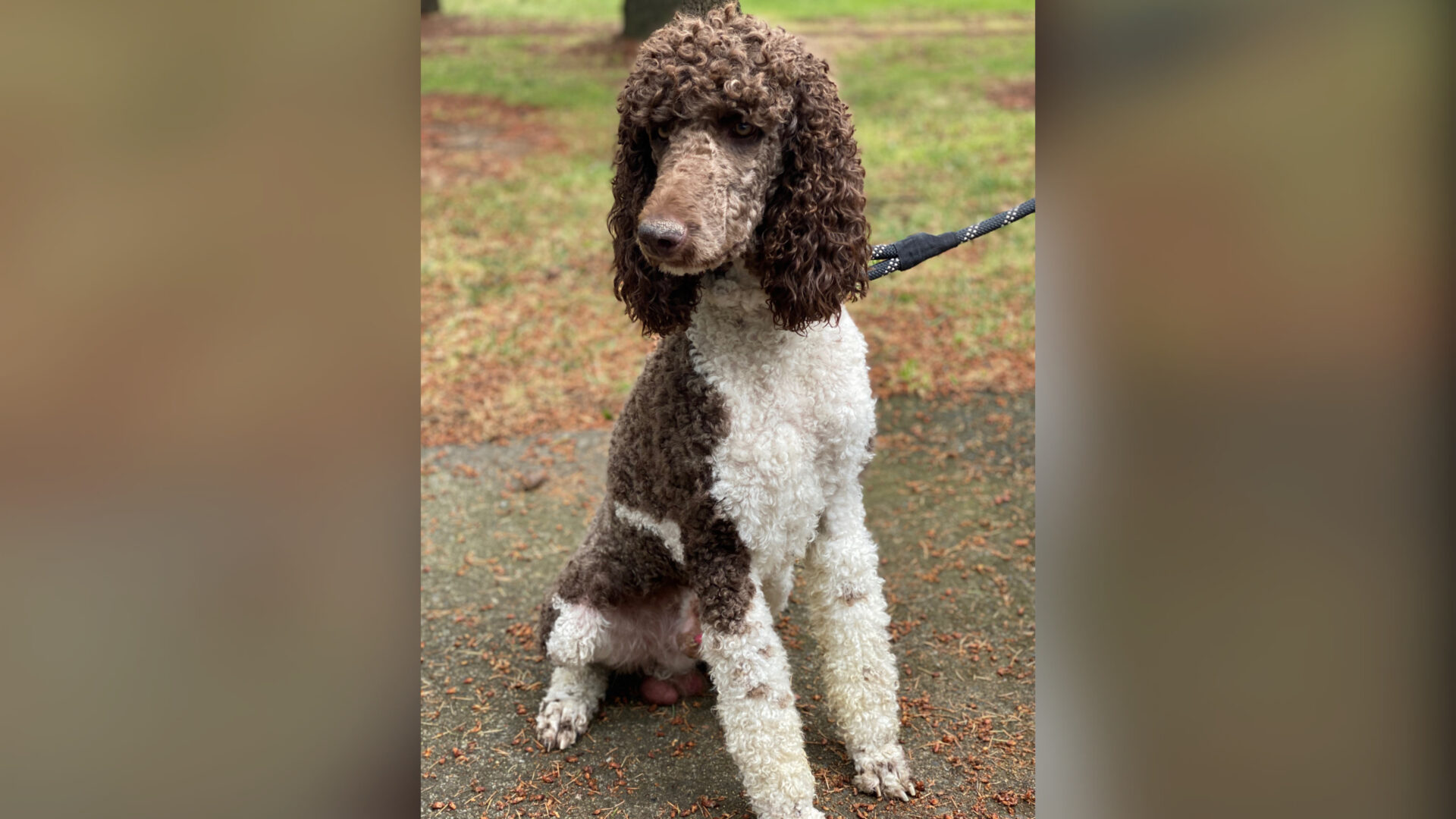 Marquis Standard Poodle