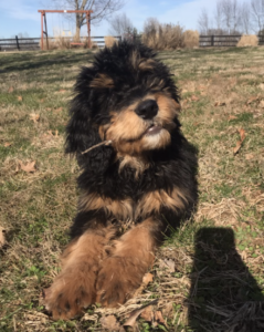 Henry Bernedoodle