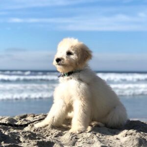 lulu goldendoodle