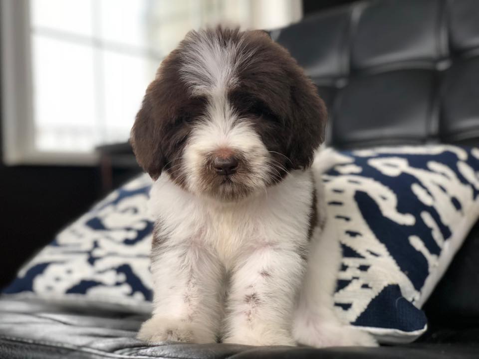 newfypoo-for-available-puppies
