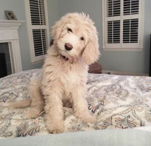 piper the english goldendoodle