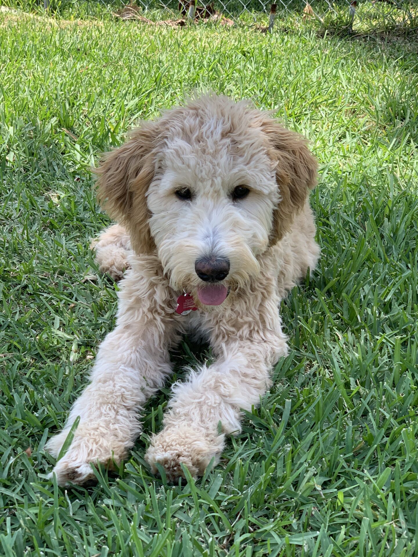 Trained Adult Goldendoodle for Sale | F1b Goldendoodle Puppies