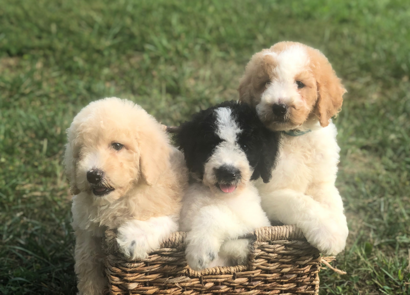 Saint Berdoodle Puppies for Sale | St Bernard Poodle Mix Puppies