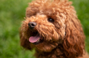 newfoundland poodle puppies