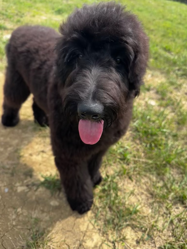 female english goldendoodle