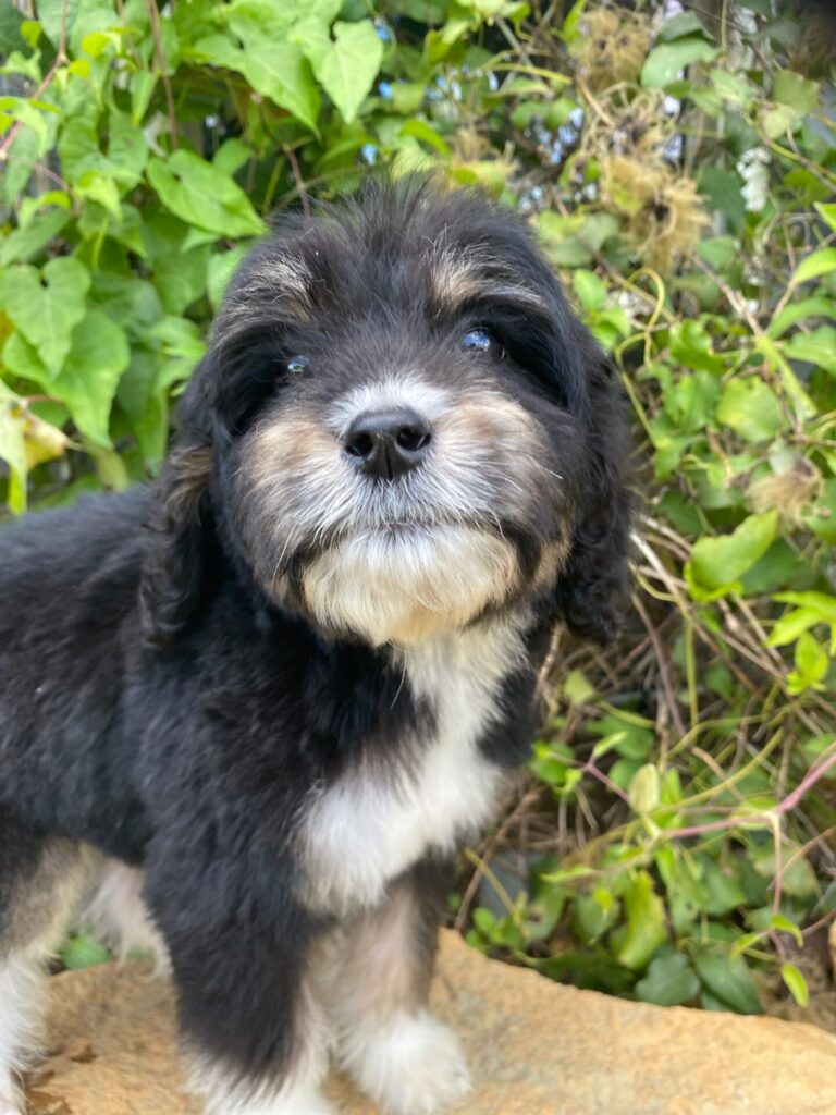 553F1D2D-C961-4DA2-AED7-C795B2D1455B 553F1D2D-C961-4DA2-AED7-C795B2D1455B