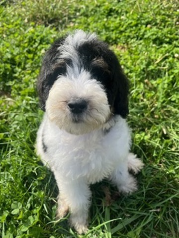 9070FE82-C7DD-49BB-84CA-B2332EDB0DA2_4_5005_c 9070FE82-C7DD-49BB-84CA-B2332EDB0DA2_4_5005_c