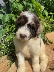 Mr. Green (Tri-Merle)