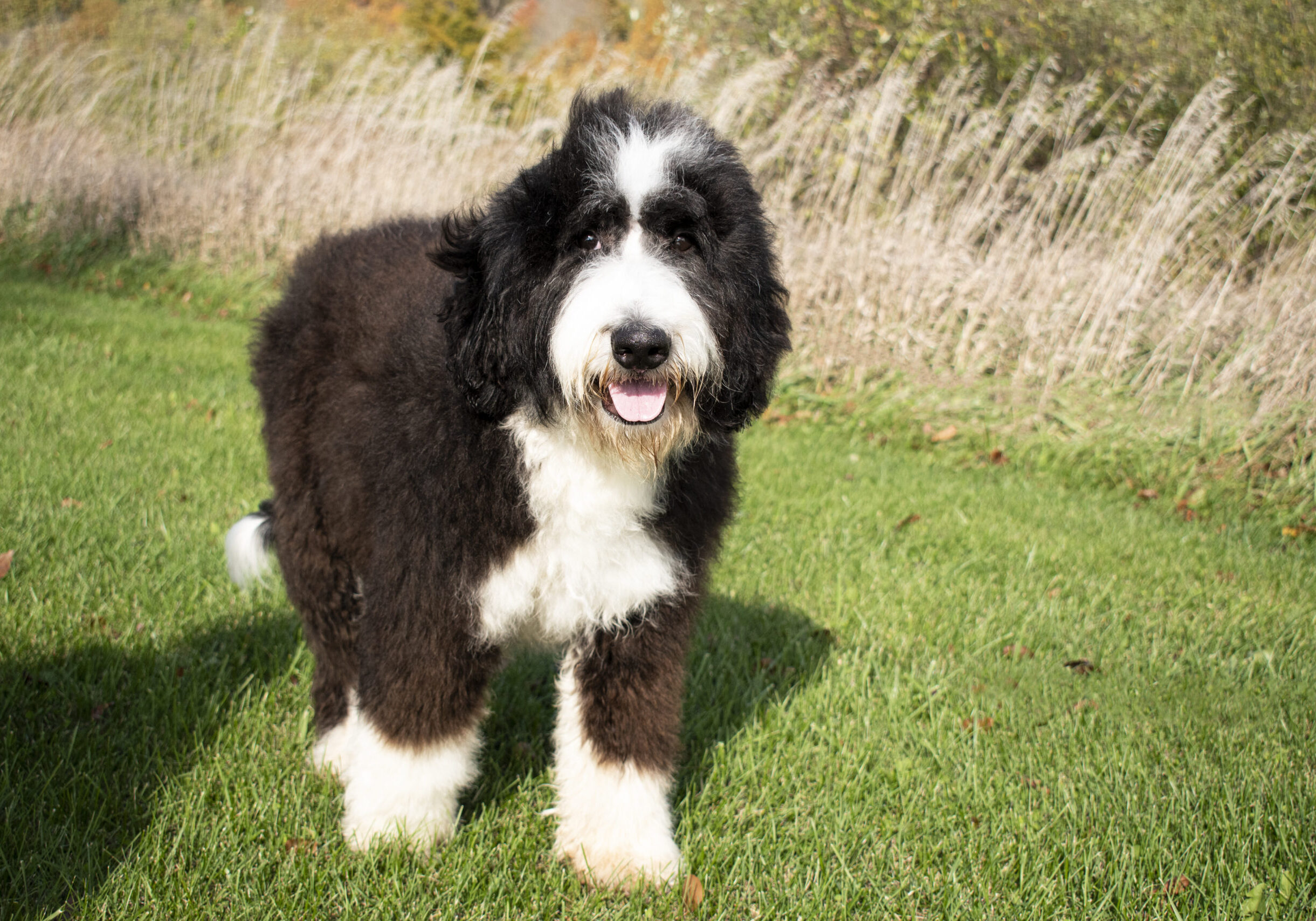 Aspen Bernedoodle