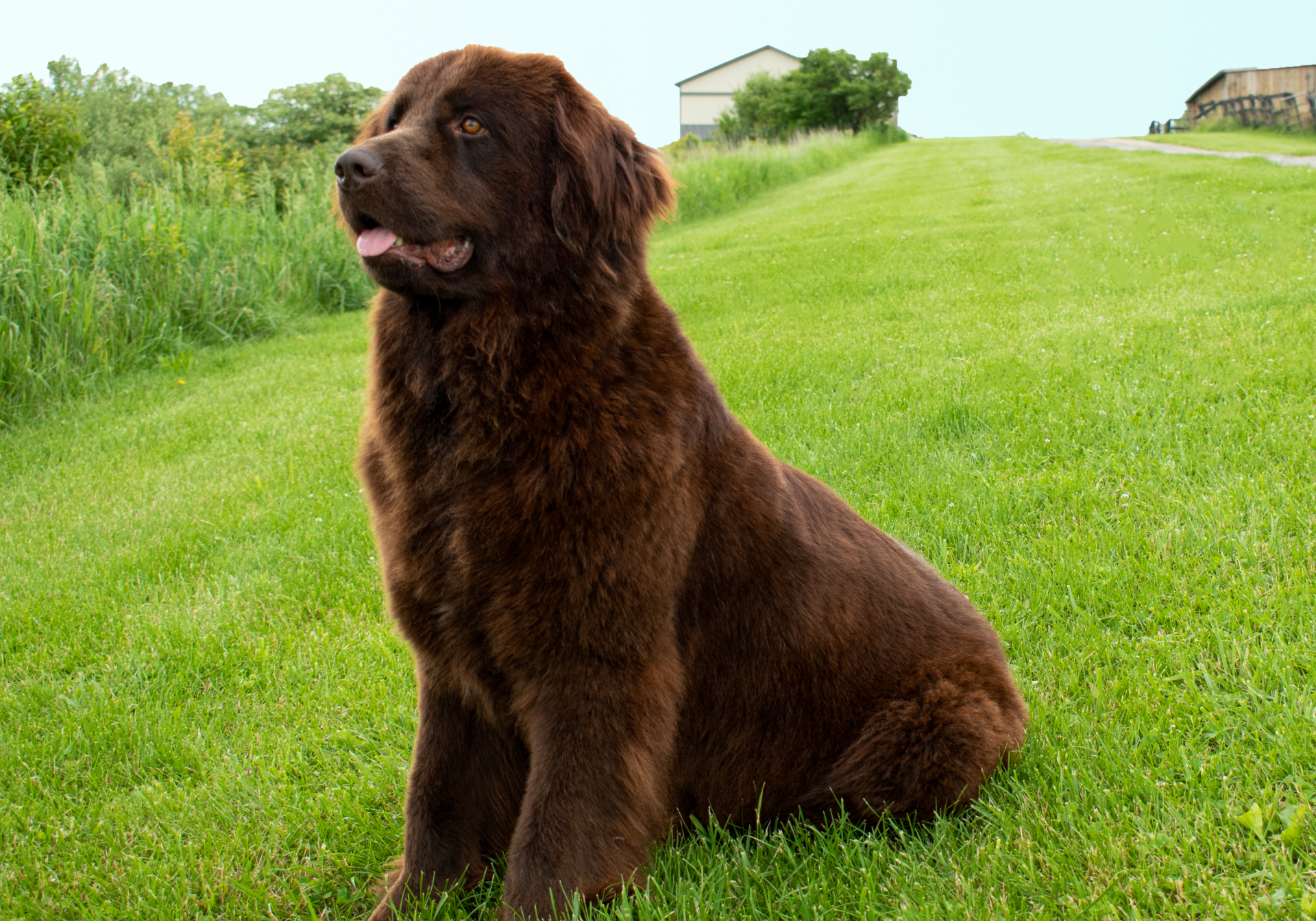 Caroline Newfoundland