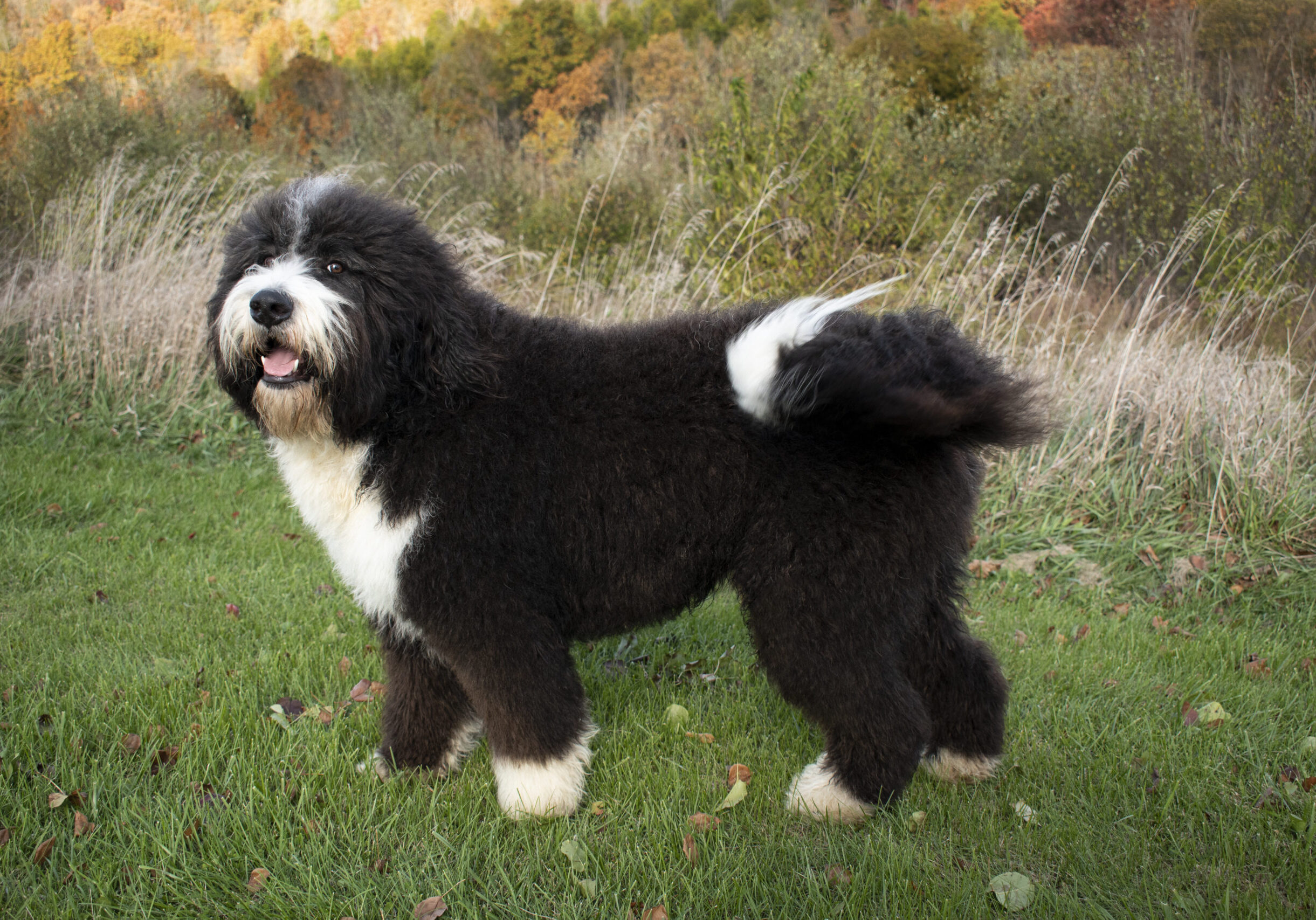 Denver Bernedoodle