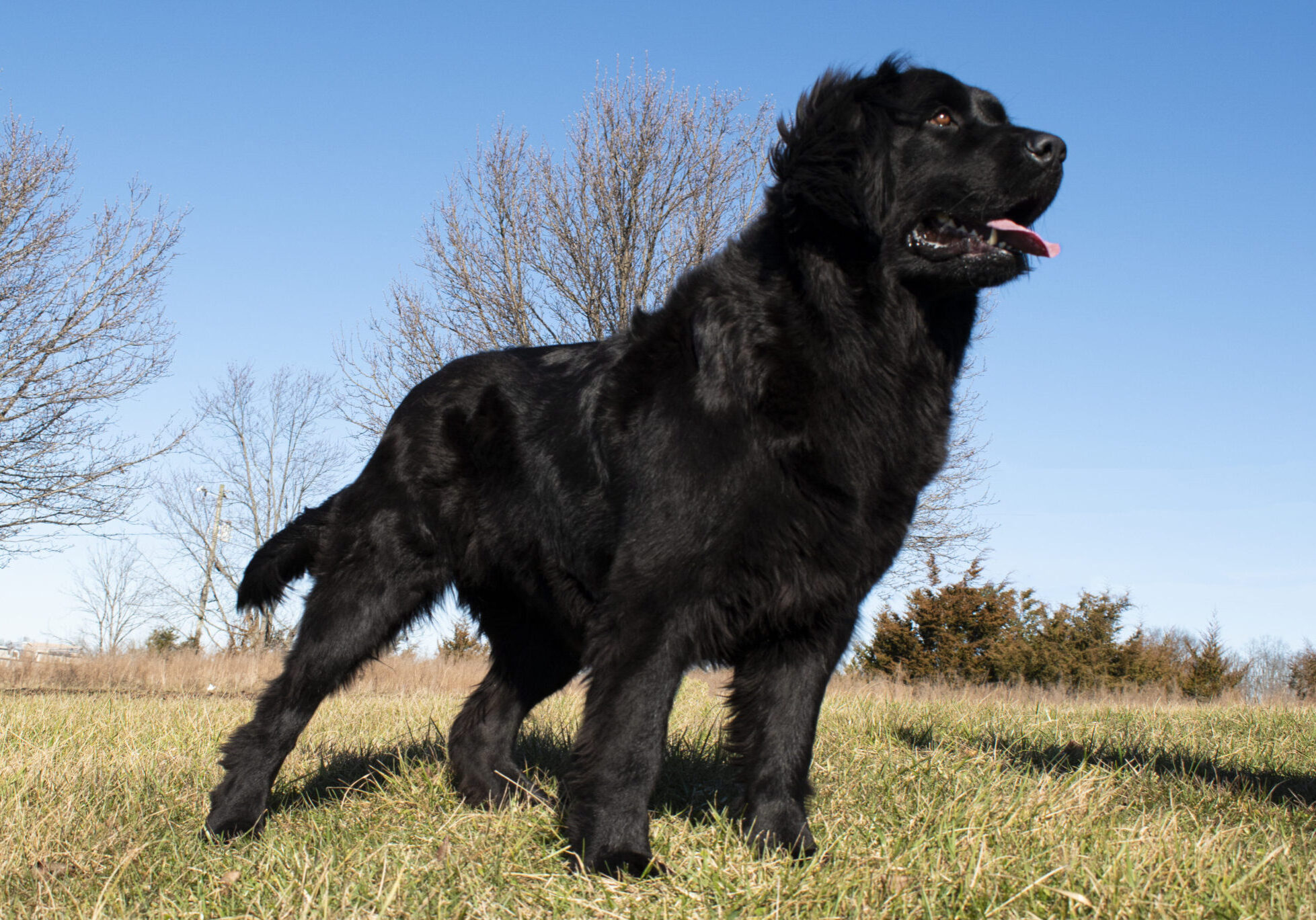 Newfoundland Dog Prize Poodles and Doodles