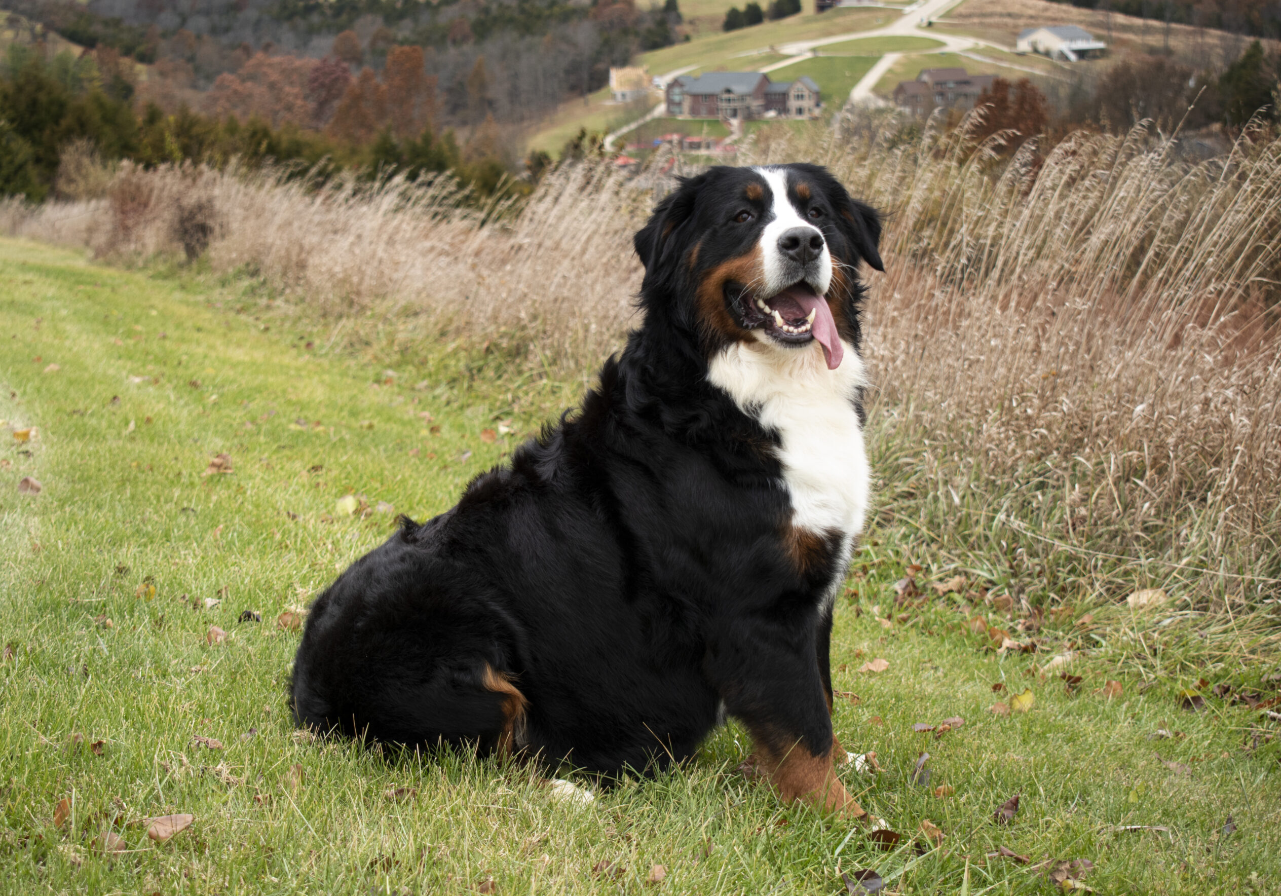 Giovanna Bernese Mountain dog