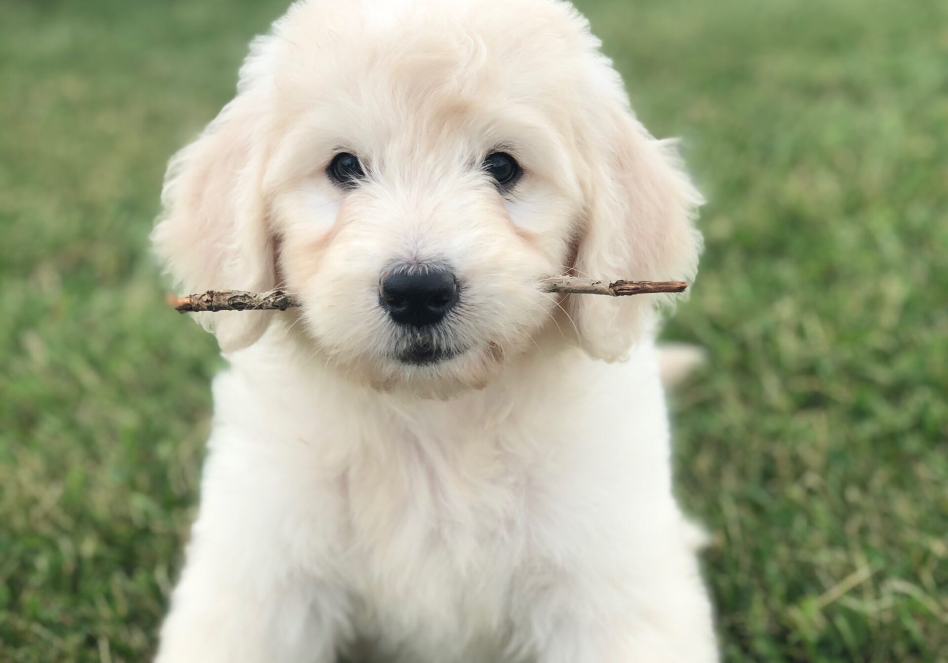 English goldendoodle with stick