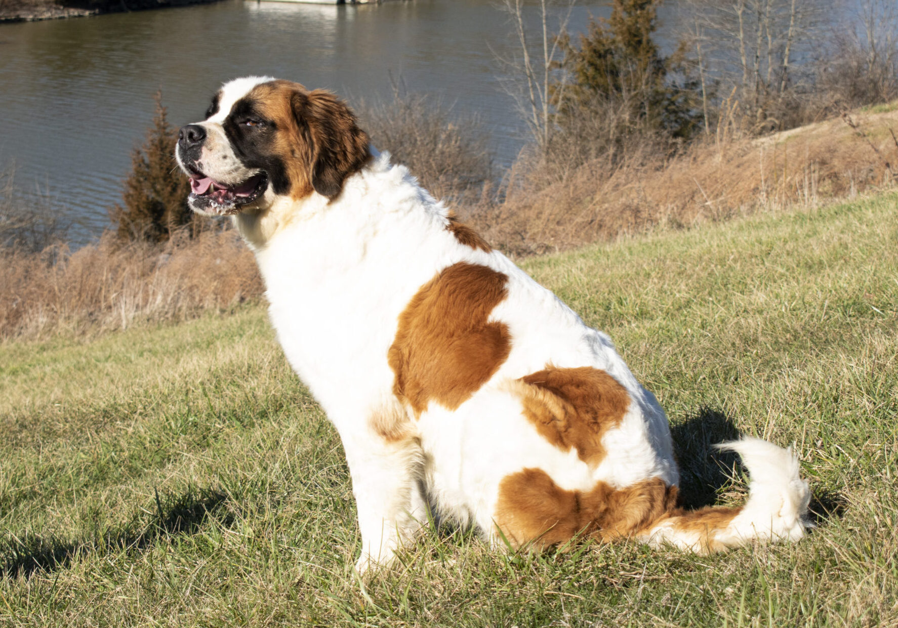 Saint Bernard Lola