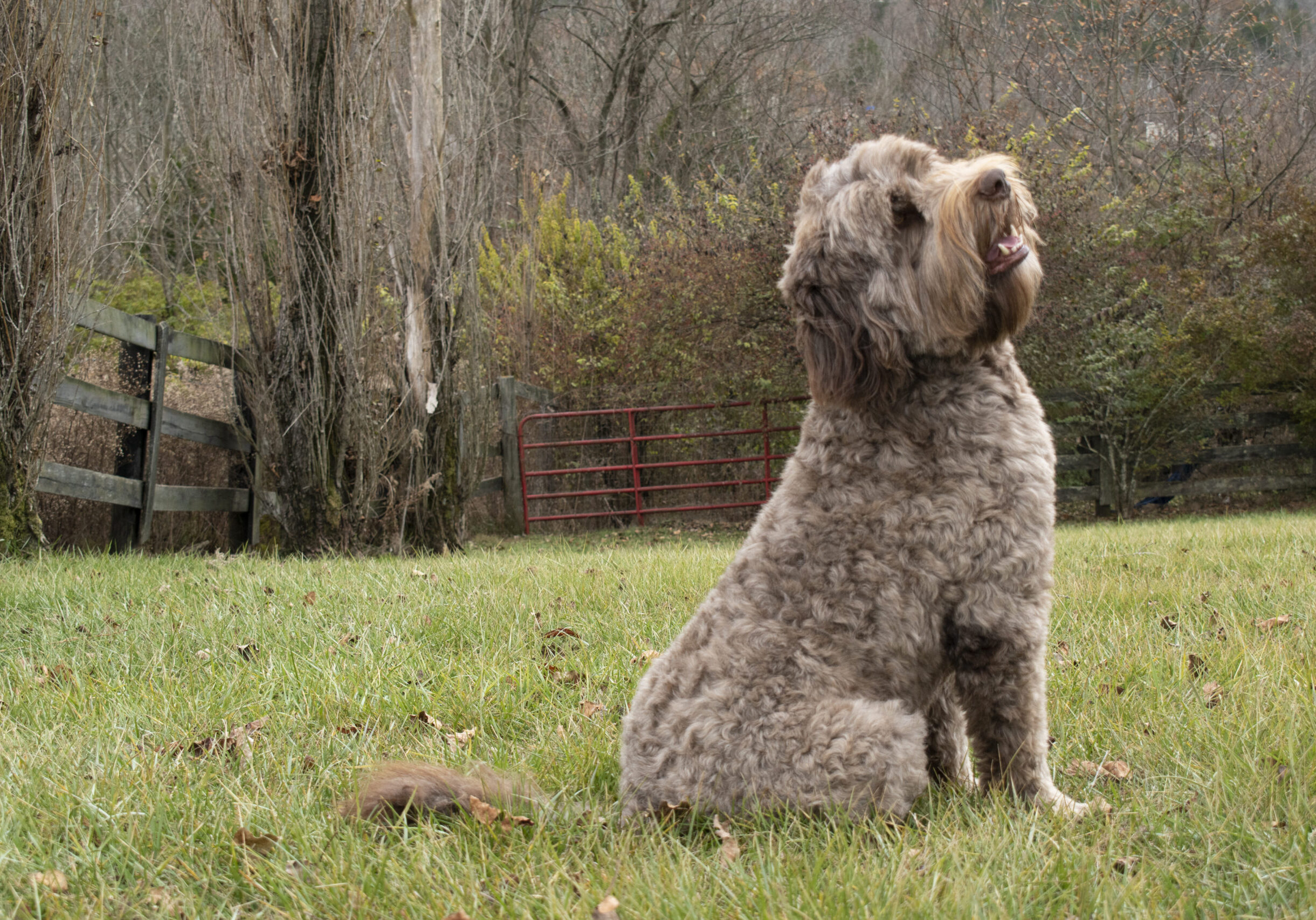 Maverick the Newfypoo