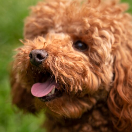 newfoundland poodle puppies