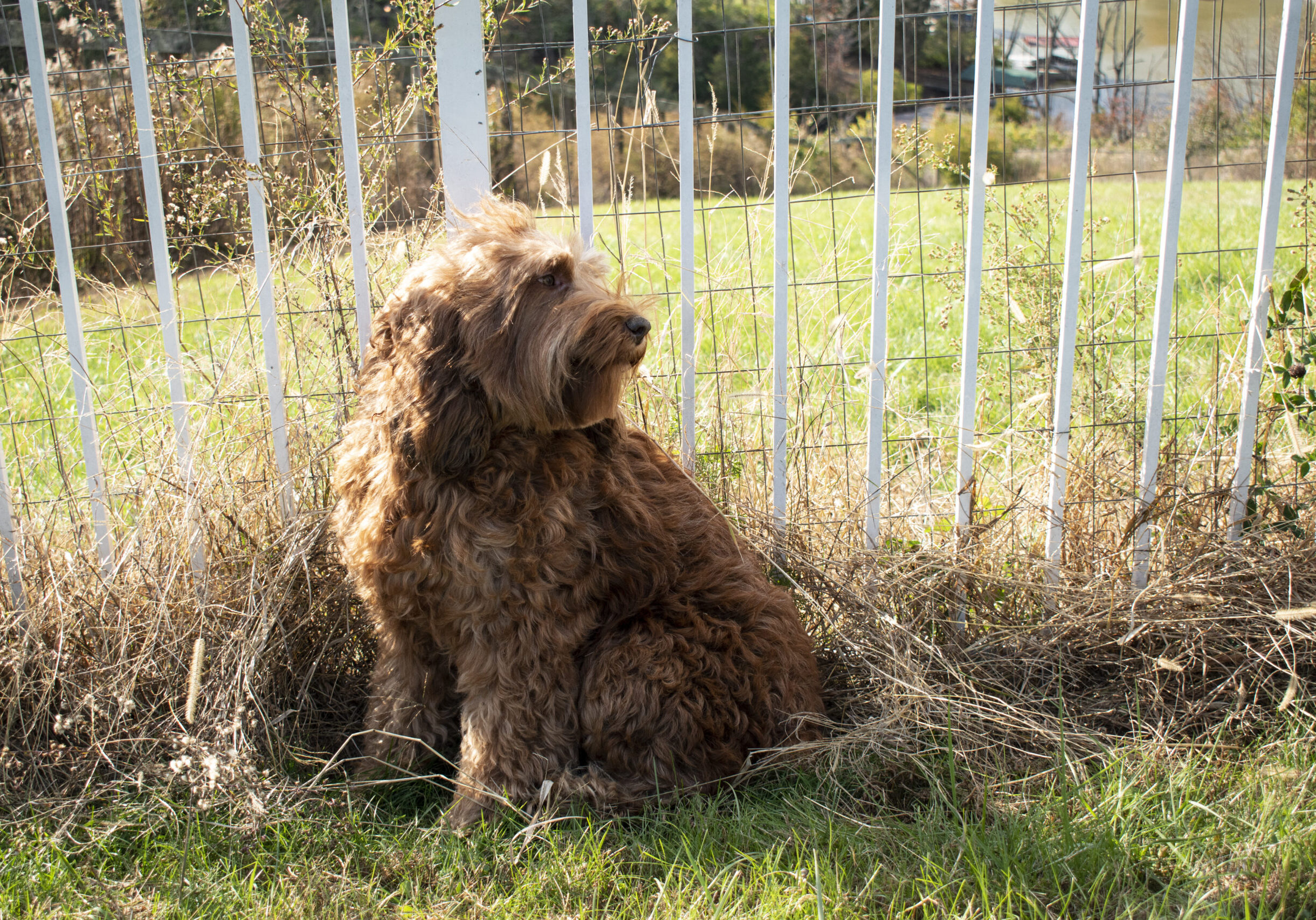 Sunny the Irishdoodle