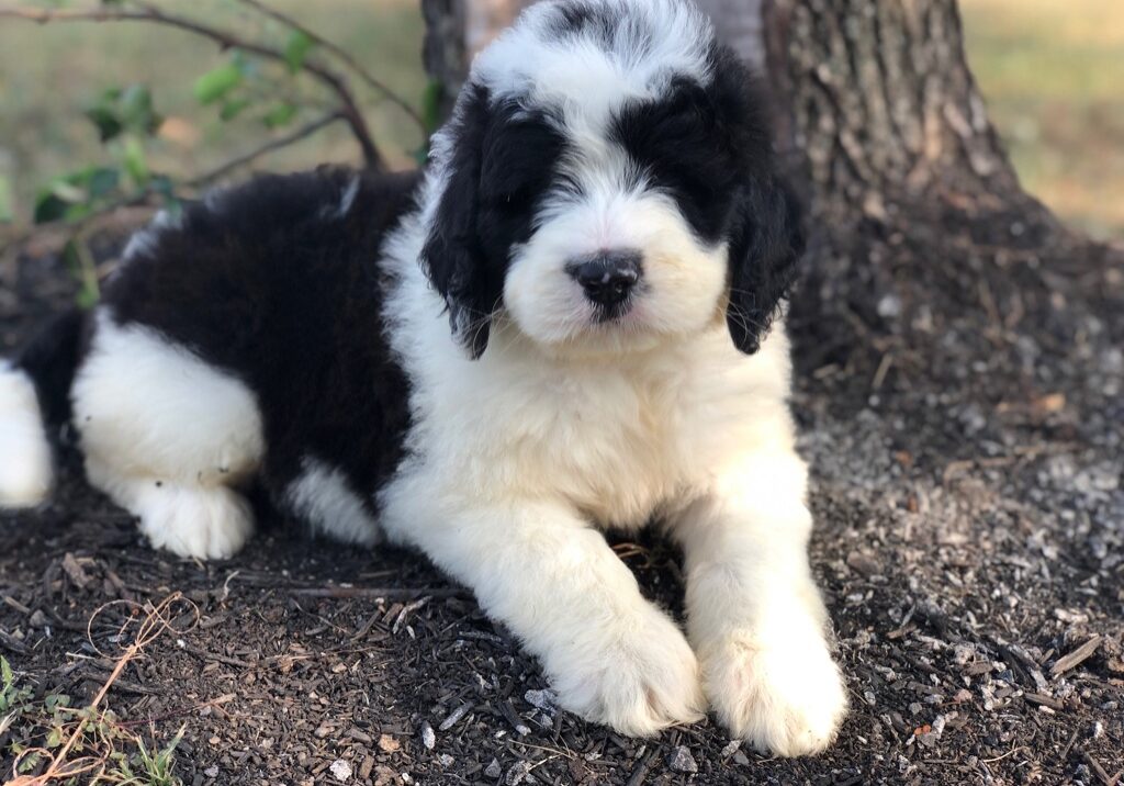 Saint berdoodle puppy