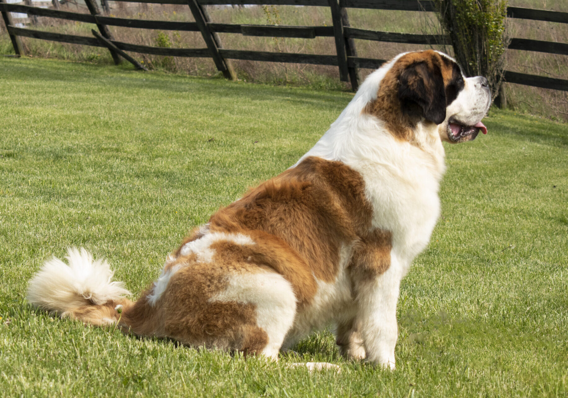 Saint Bernard Cortana