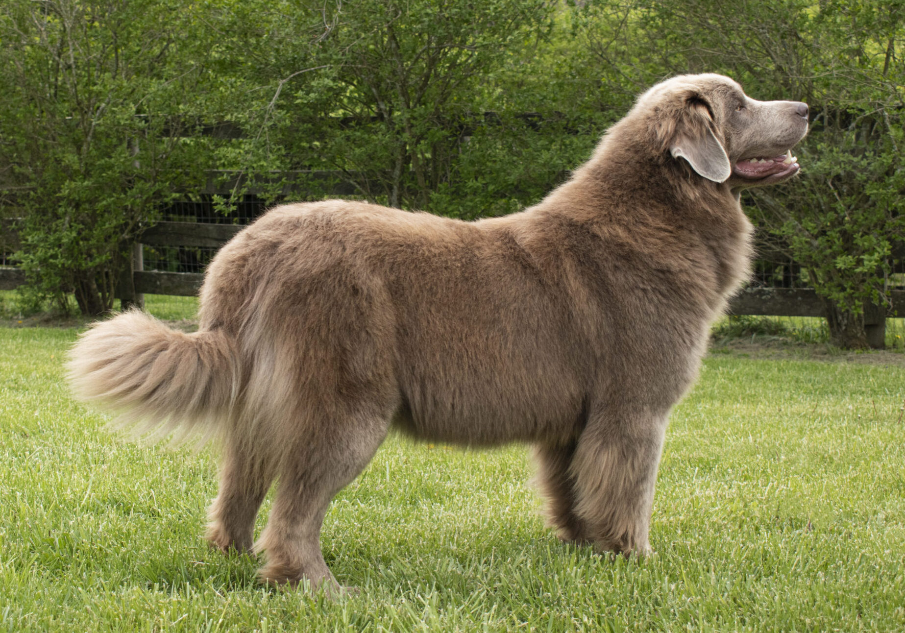 Newfoundland Dog Prize Poodles and Doodles