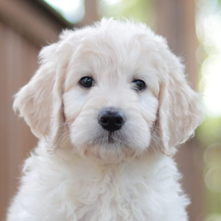 English Goldendoodle