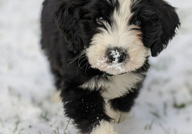 Bernedoodle puppy