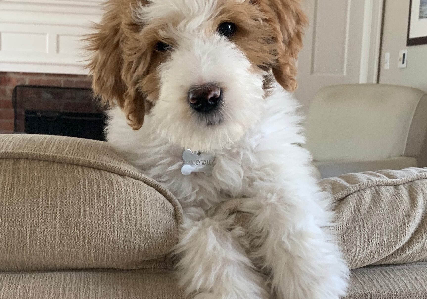 Harley the english bernedoodle