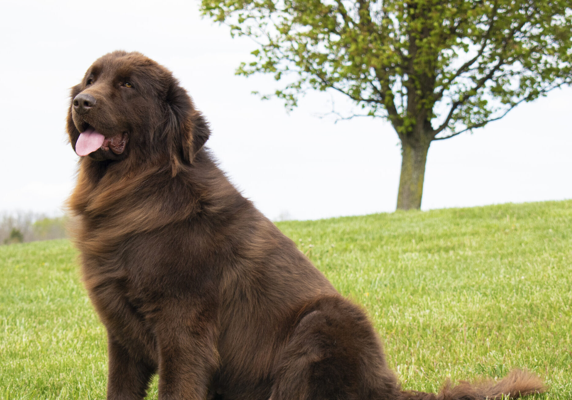 Newfoundland dog